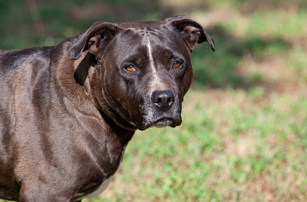 Adopt Stassi