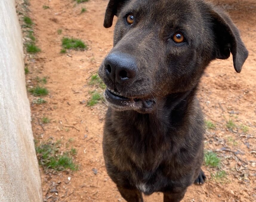 Adopt Brindi