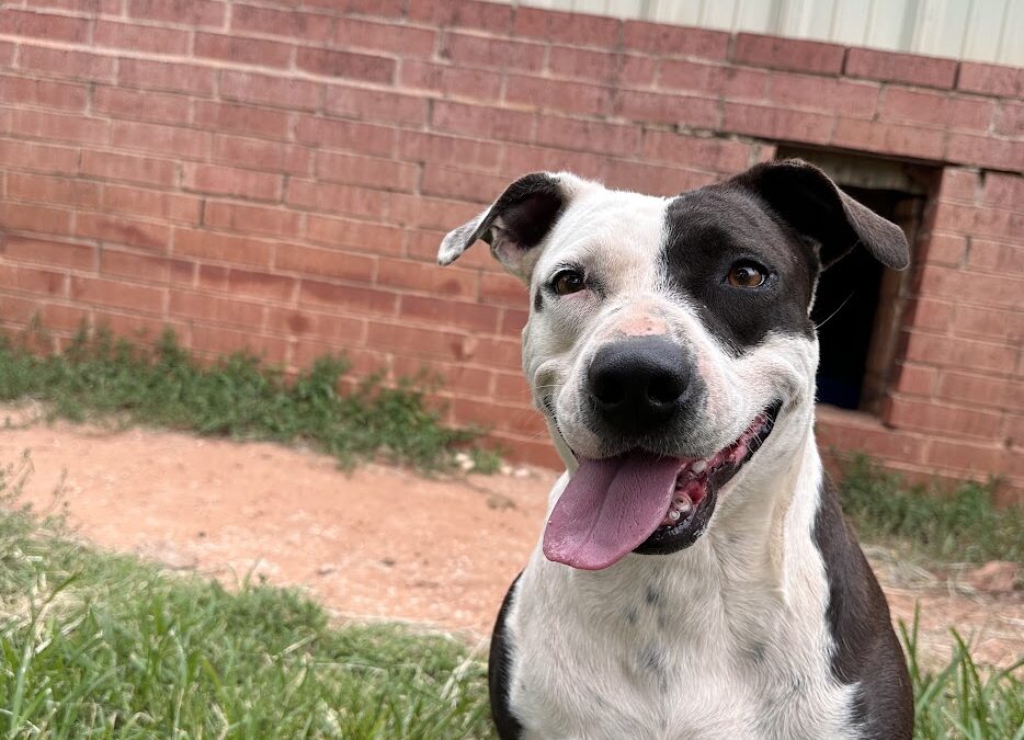Adopt Deana Carter