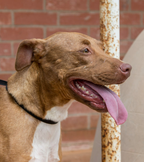 Adopt Memphis