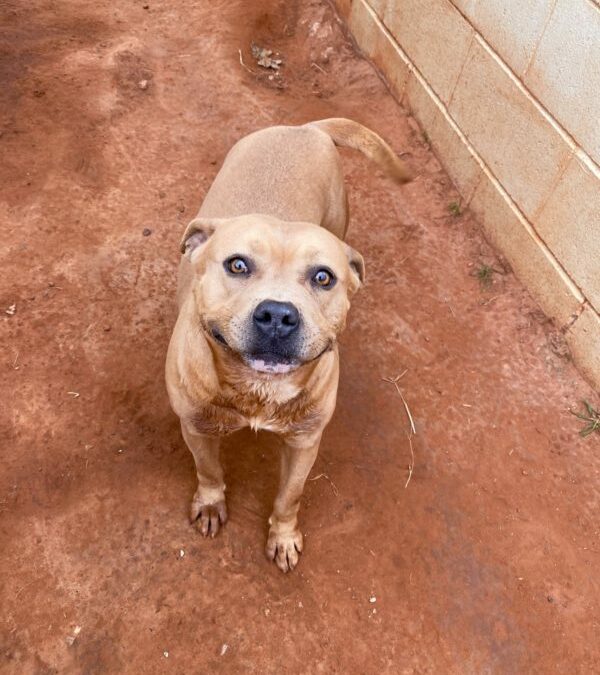 Adopt YaYa