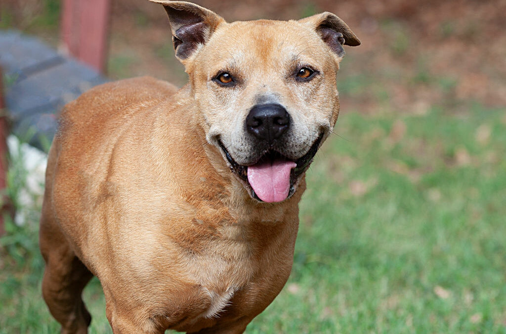 Adopt Ava
