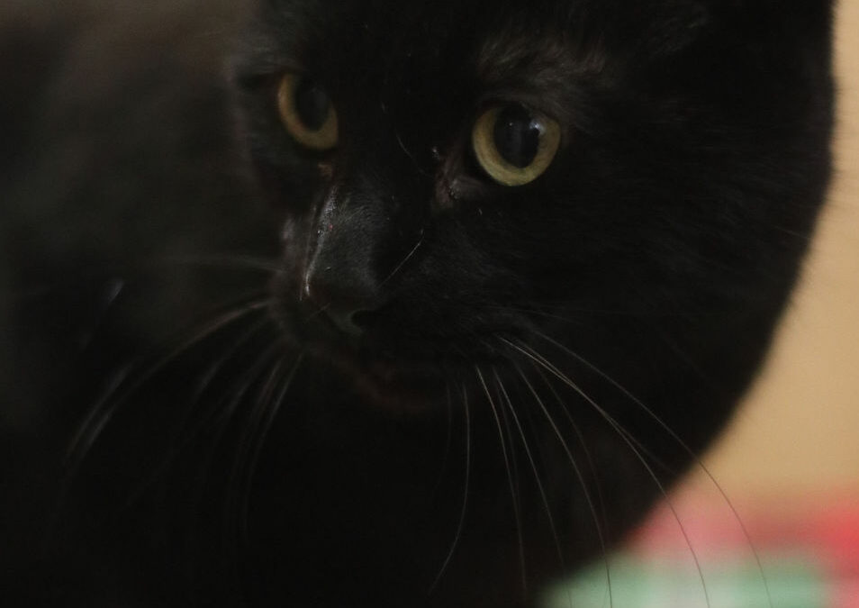 Adopt Kenzie