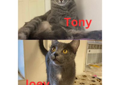 Adopt Joey and Tony