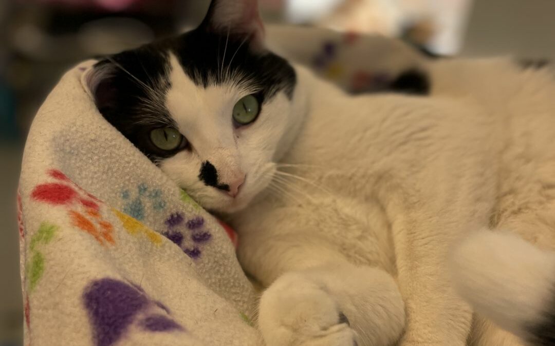 Adopt Sputnik