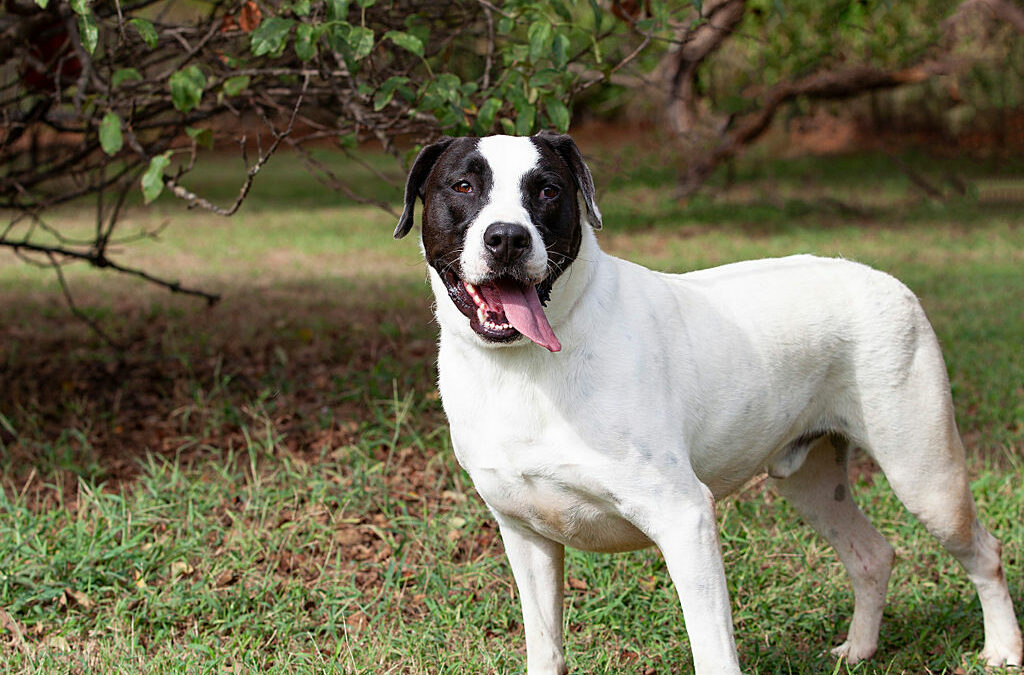 Adopt Huckleberry