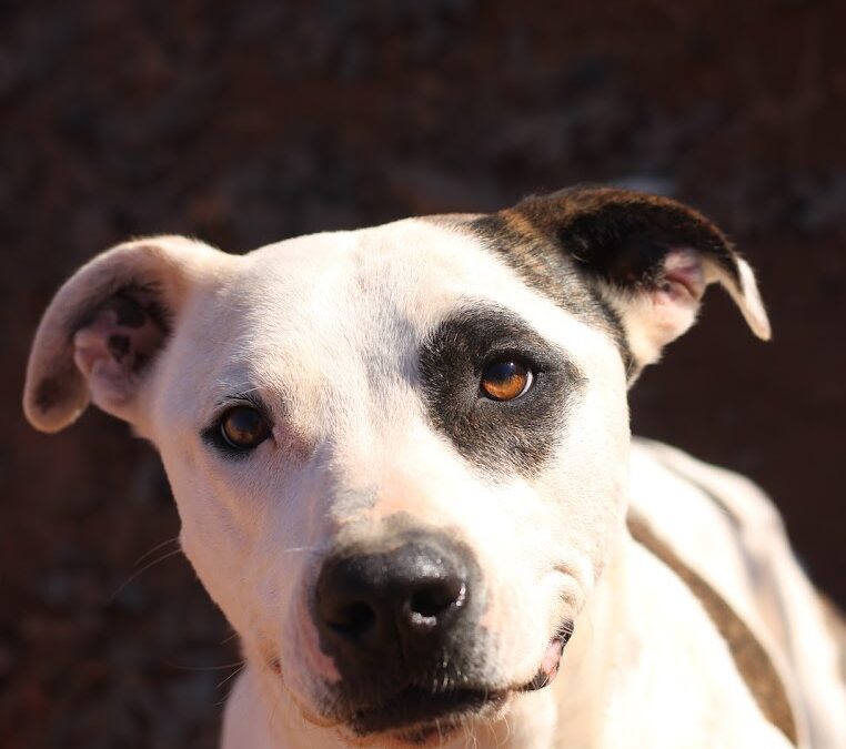 Adopt Cal