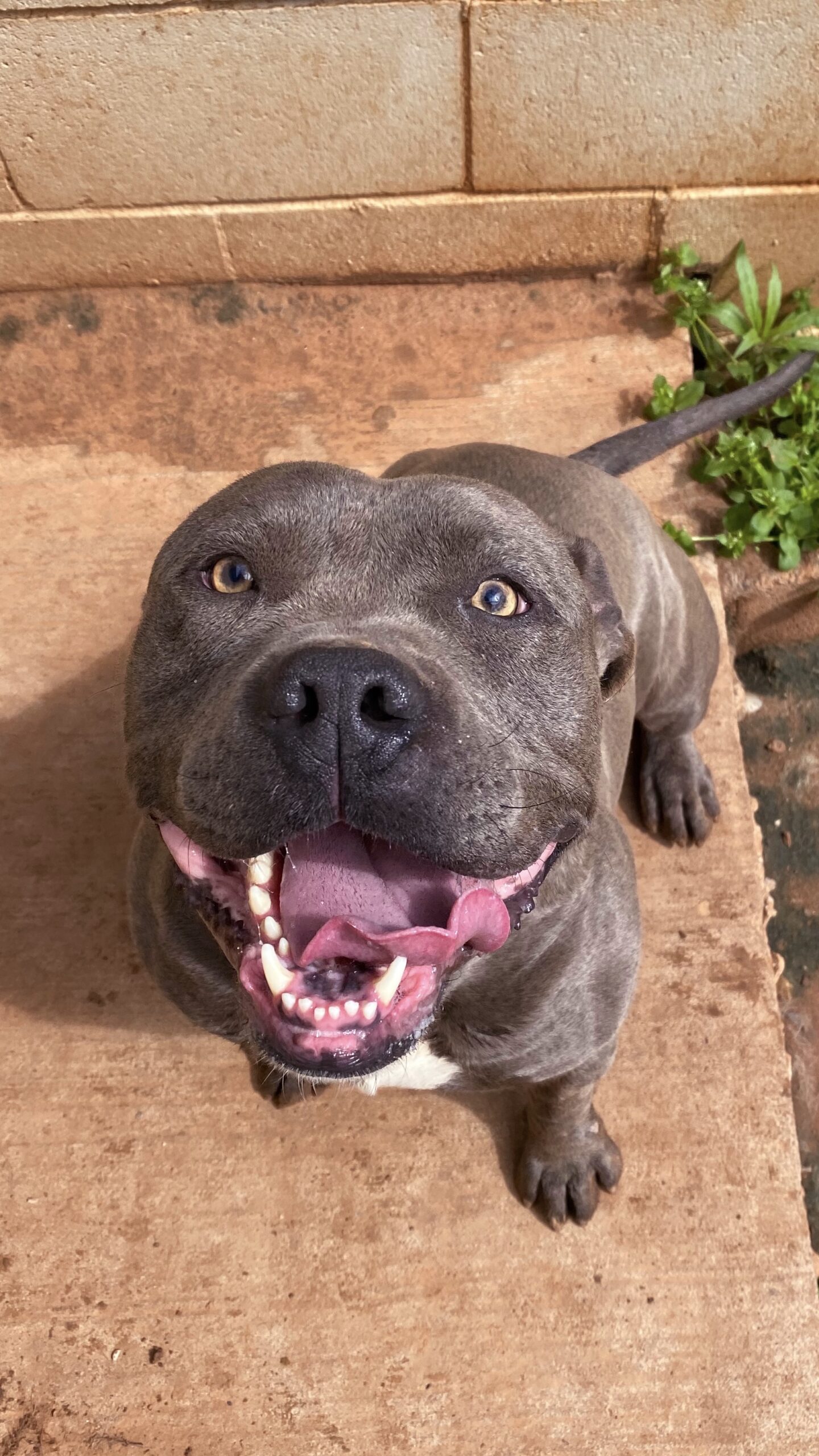 HarryStyles Blue Pitbull