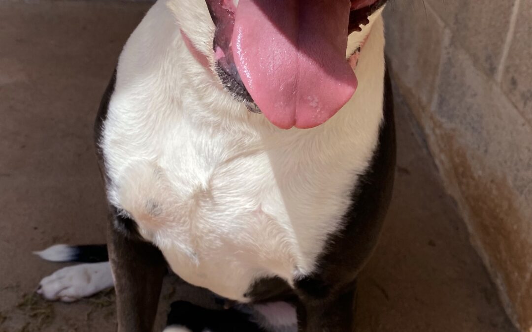 Adopt Tia