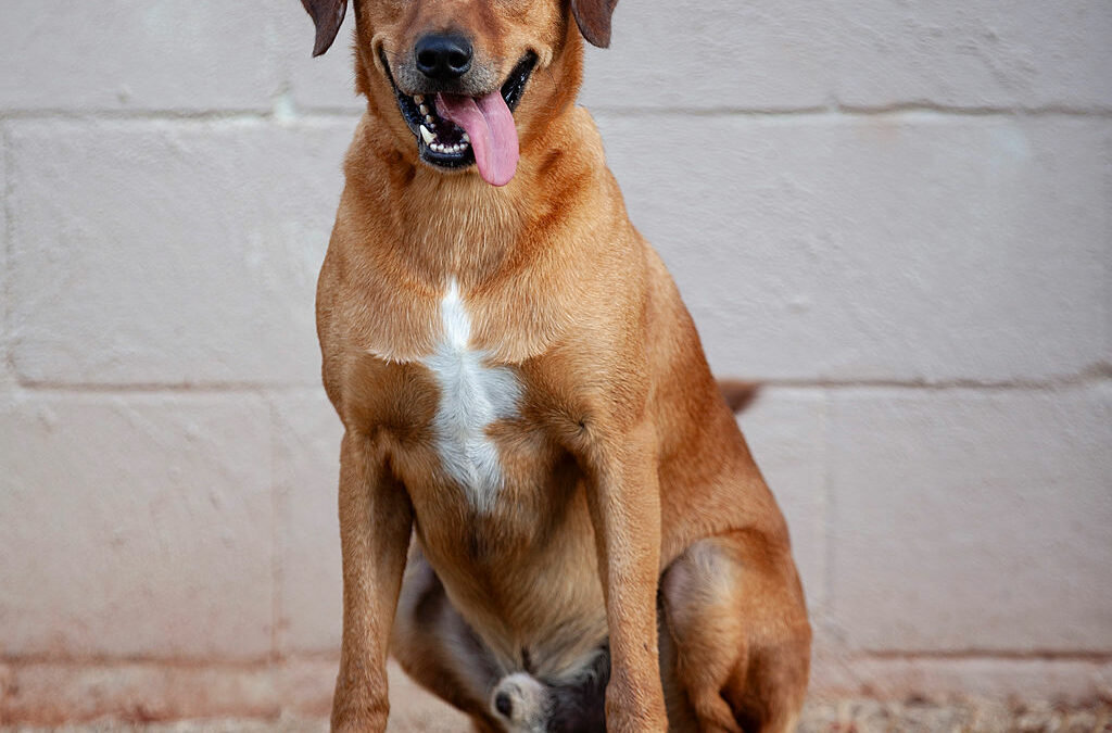 Adopt Darius
