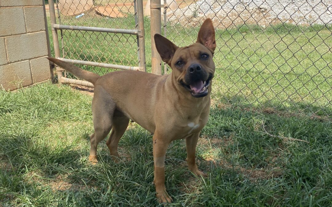 Adopt Amelia EAR-Heart