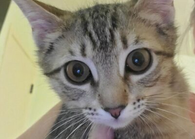 Adopt Silo Bean