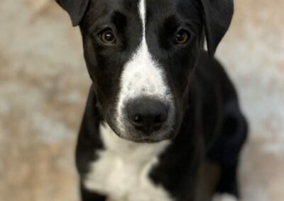 Adopt Barnaby