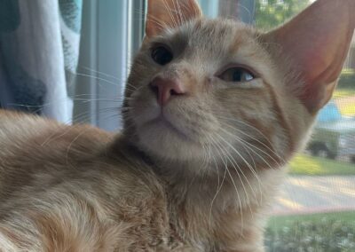 Adopt Moe