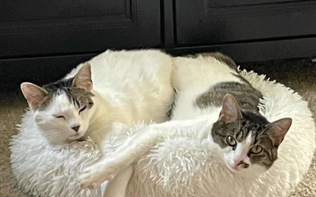 Adopt Chip and Chunk