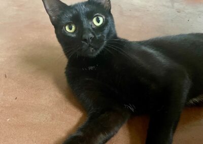 Adopt Ember