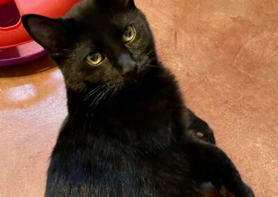 Adopt Coal