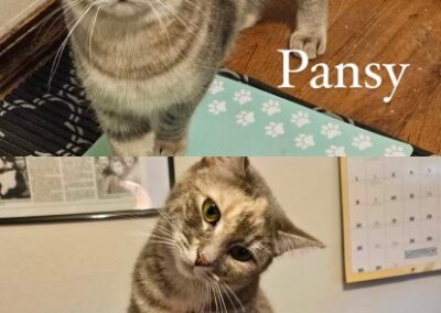 Adopt Poppy and Pansy