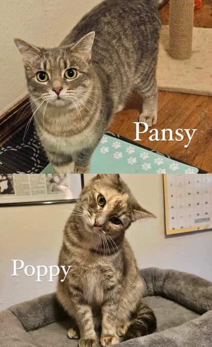 Adopt Poppy and Pansy