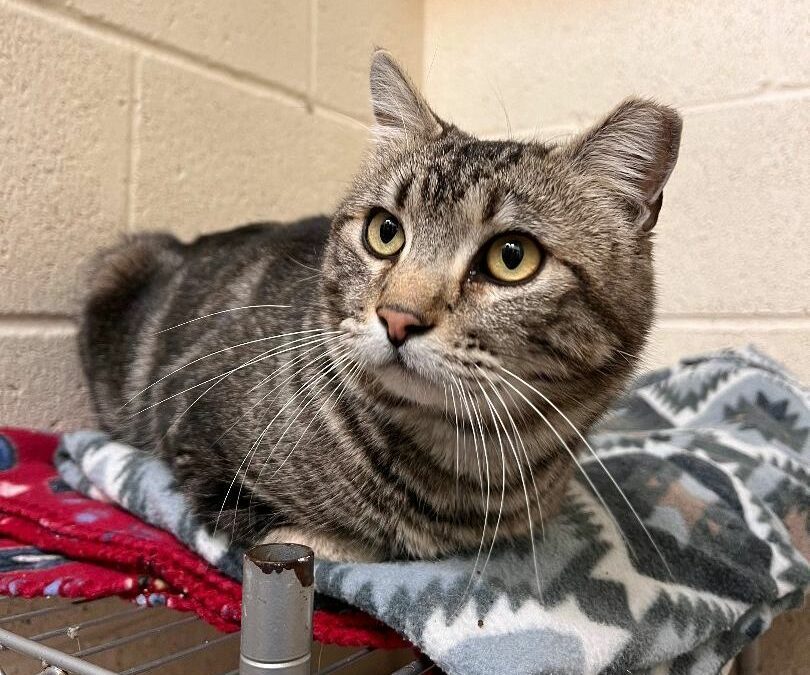 Adopt James