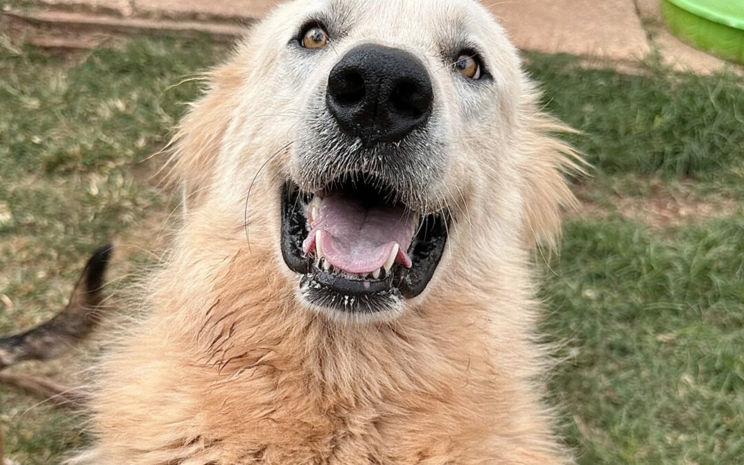 Adopt Zen