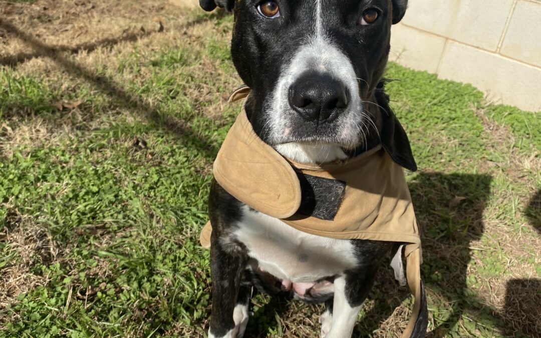 Adopt Margo