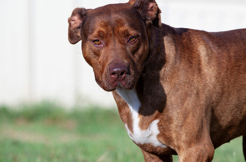 Adopt Garland