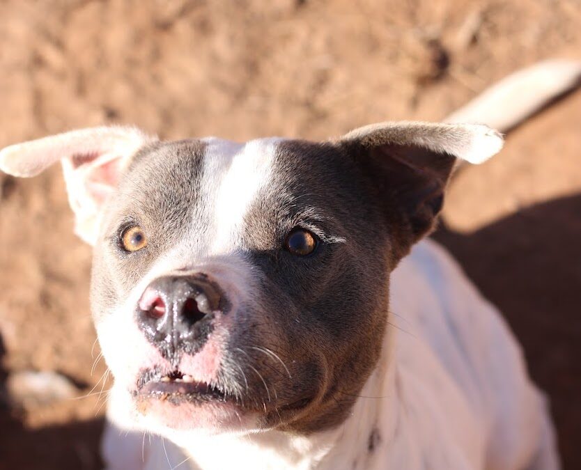 Adopt B.G.
