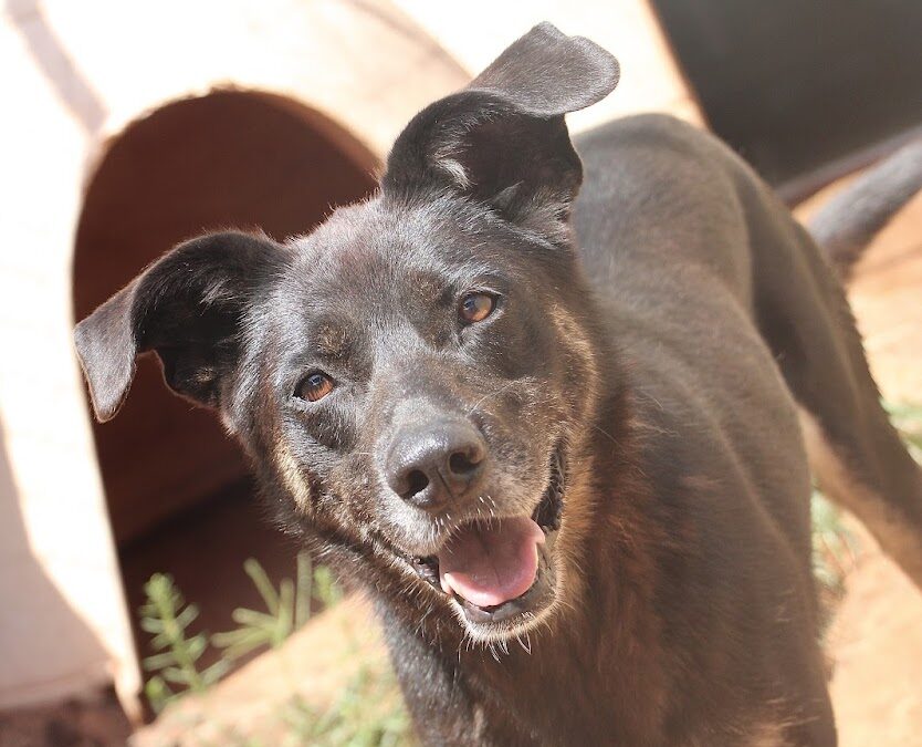 Adopt Dodie