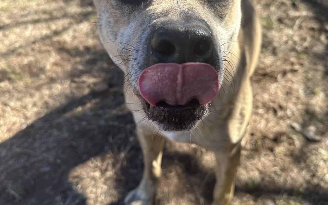 Adopt MoonMan