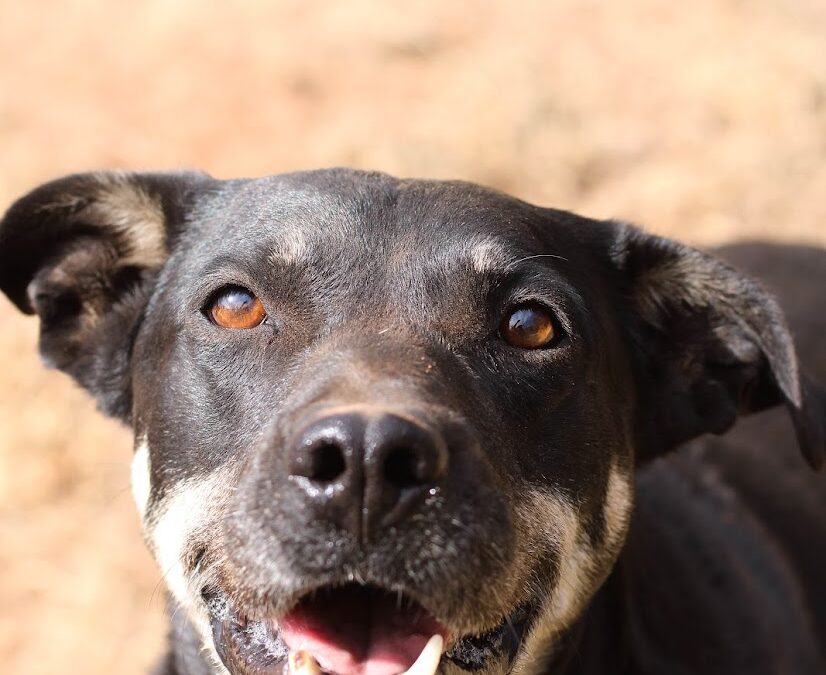 Adopt Tesla