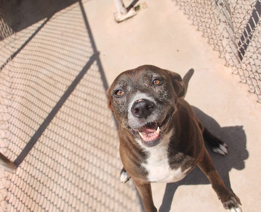 Adopt Tina