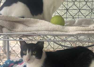 Adopt Snowpea & Thistle