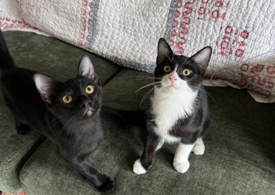 Adopt Elton and Disco