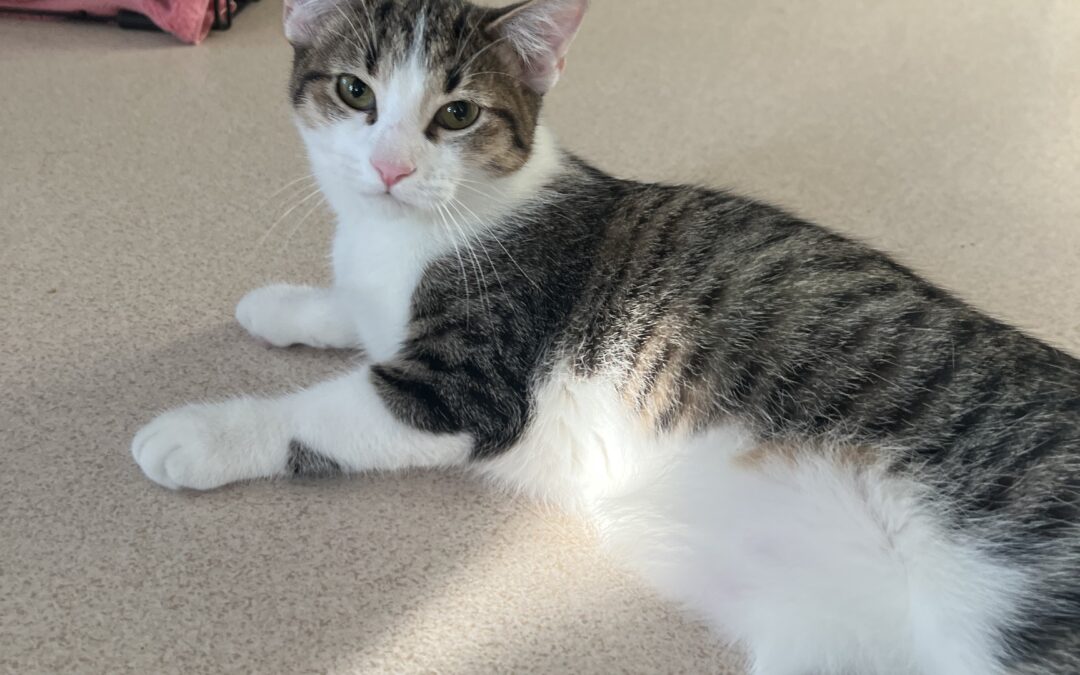 Adopt Monkey
