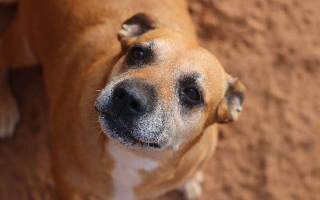 Adopt Audrey