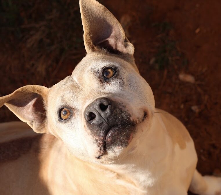 Adopt Bella