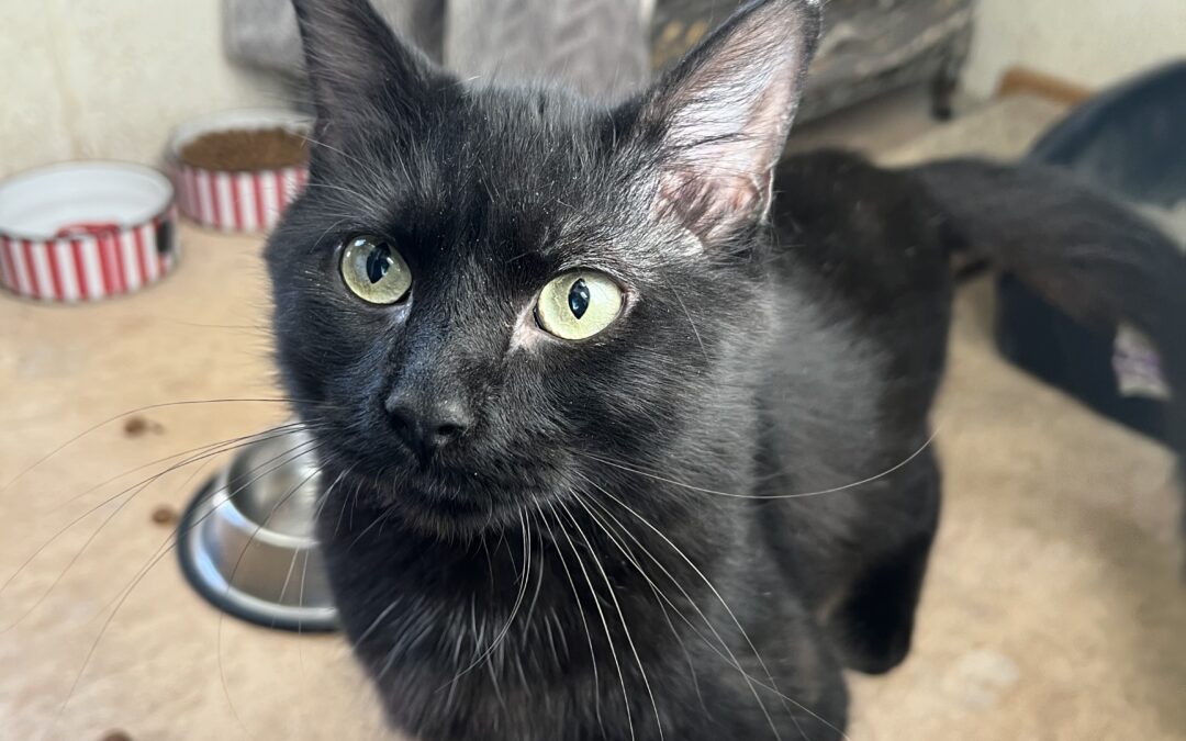 Adopt Bagheera