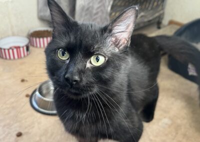 Adopt Bagheera