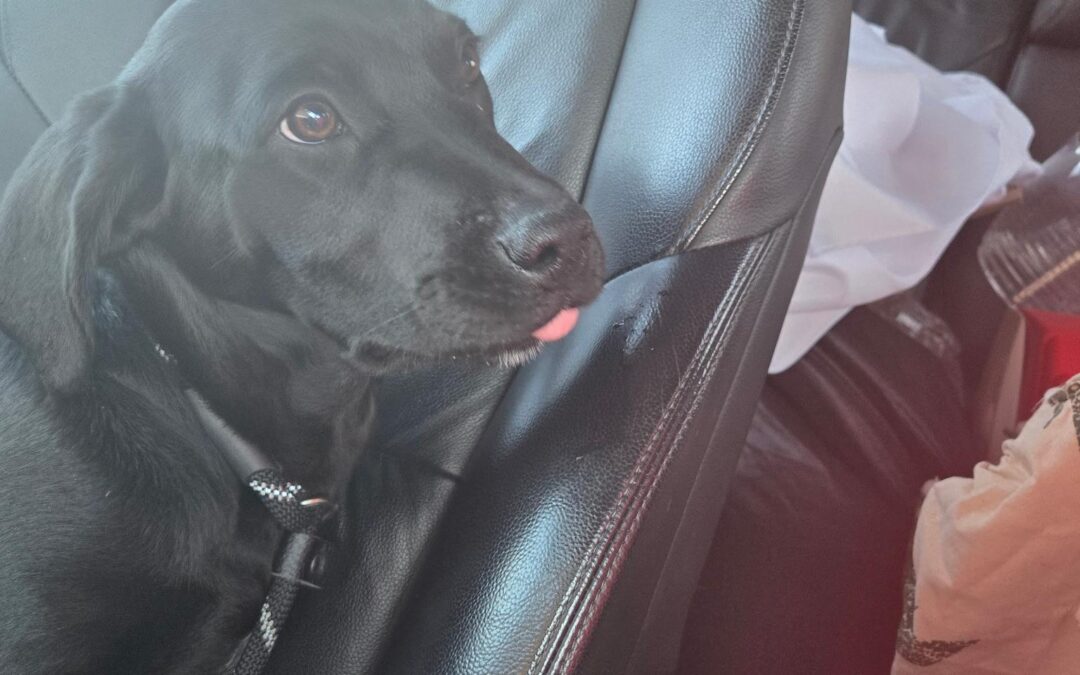 Adopt Bax AKA Blanche