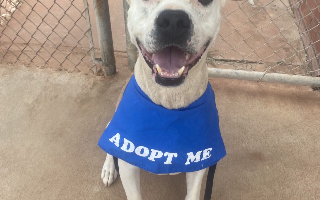 Adopt Zeus