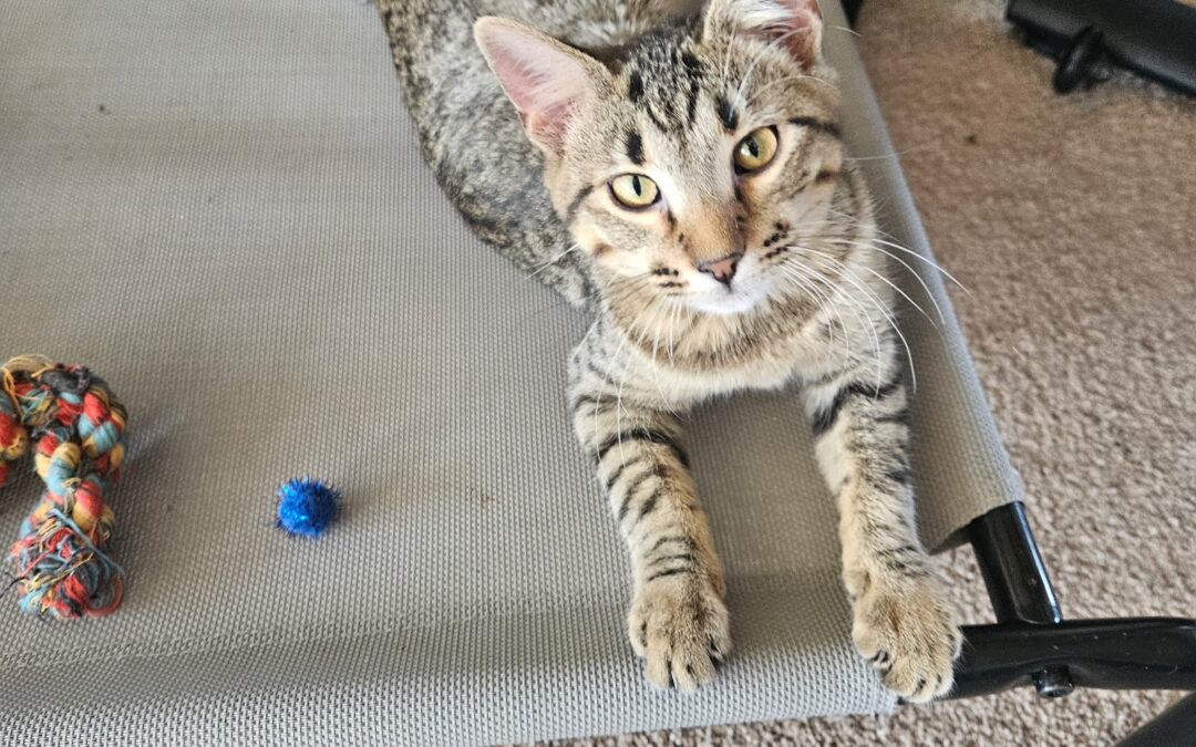 Adopt Fig