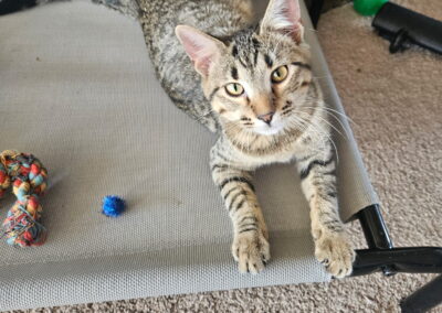 Adopt Fig
