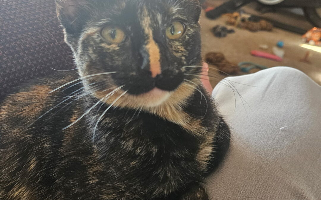 Adopt Juniper