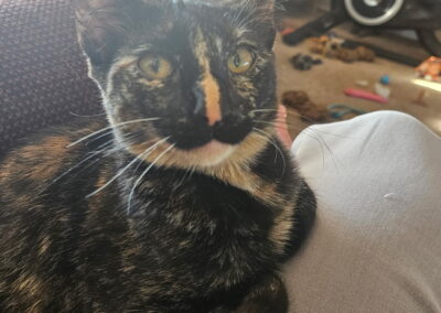Adopt Juniper