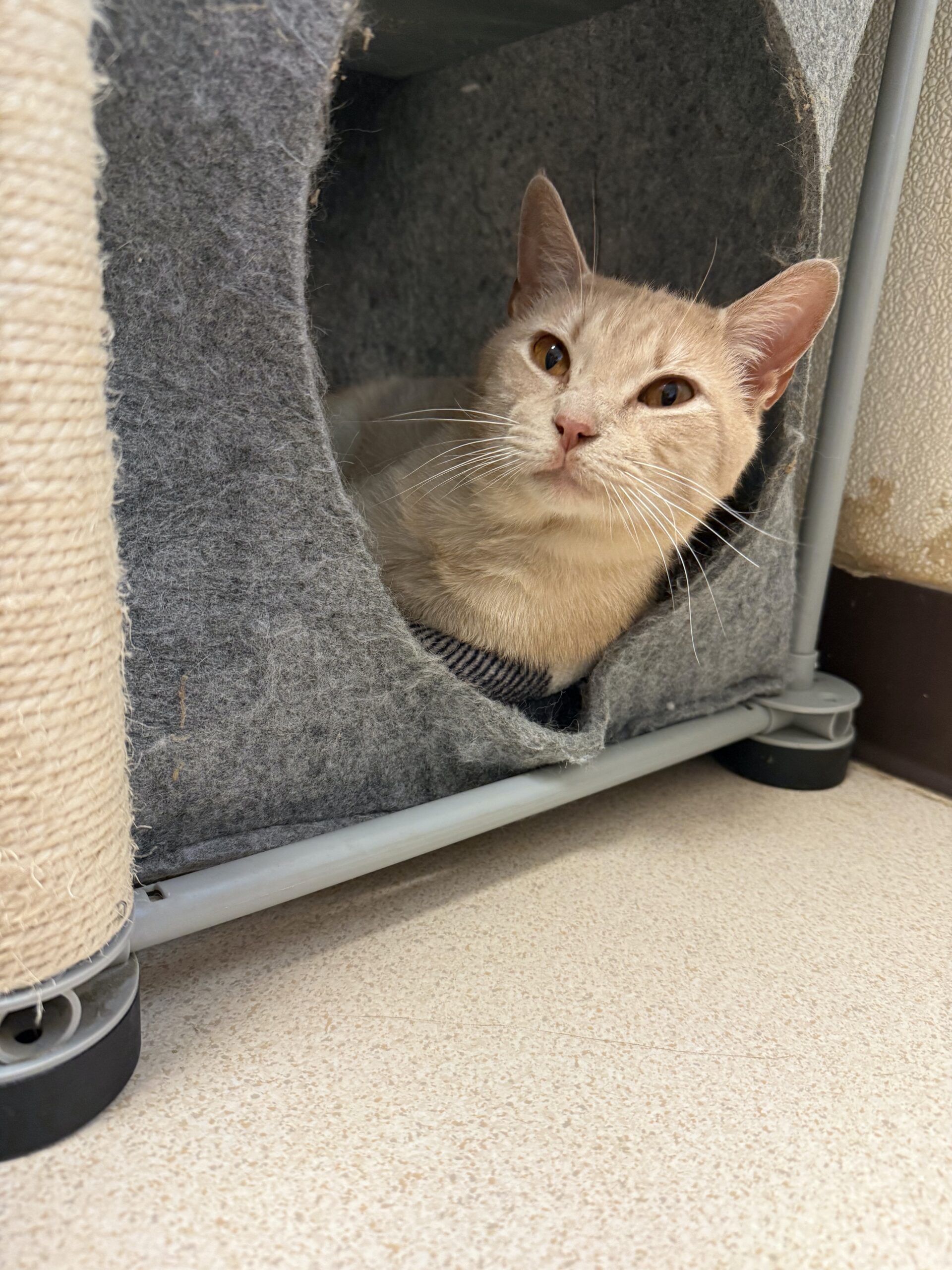 Adopt Nectarine