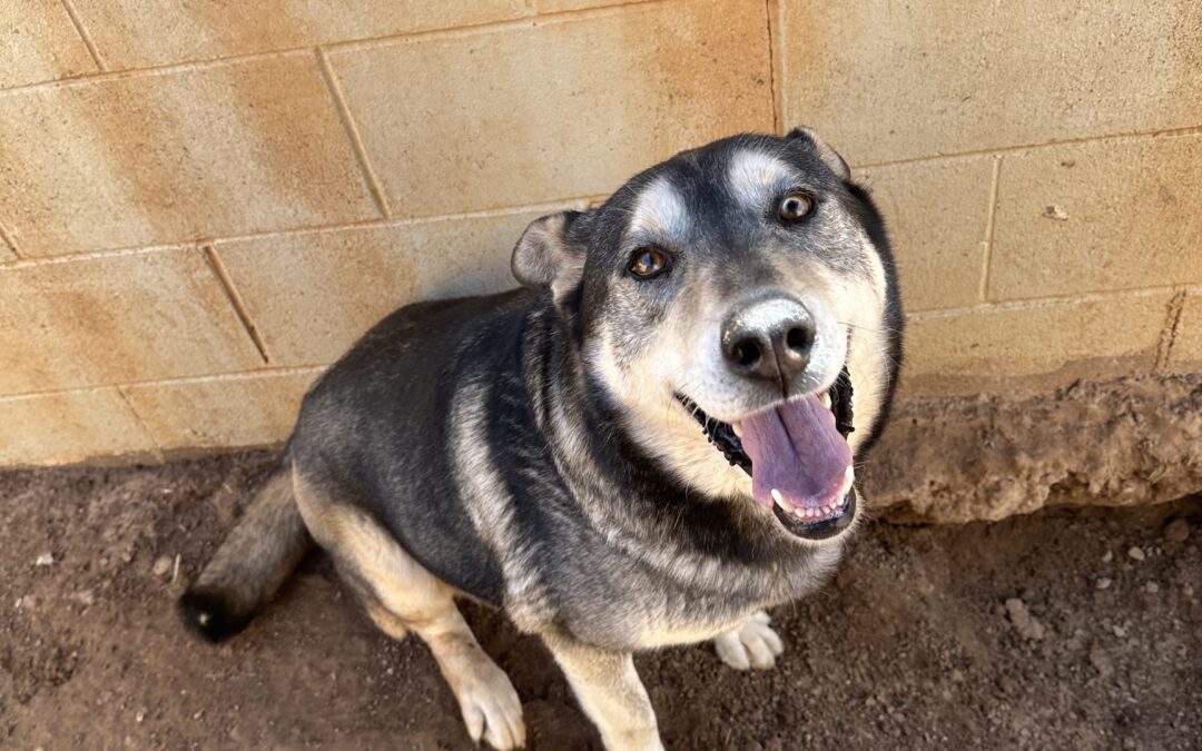 Adopt Neil