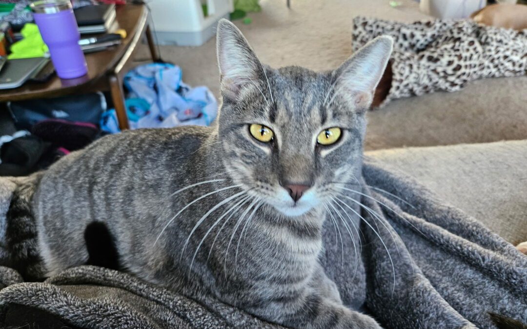 Adopt Oak