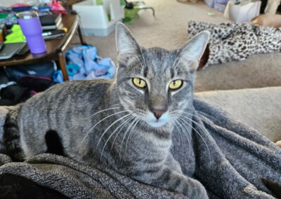 Adopt Oak