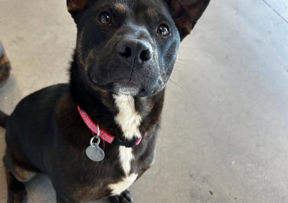 Adopt Reggiano